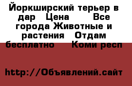 Йоркширский терьер в дар › Цена ­ 1 - Все города Животные и растения » Отдам бесплатно   . Коми респ.